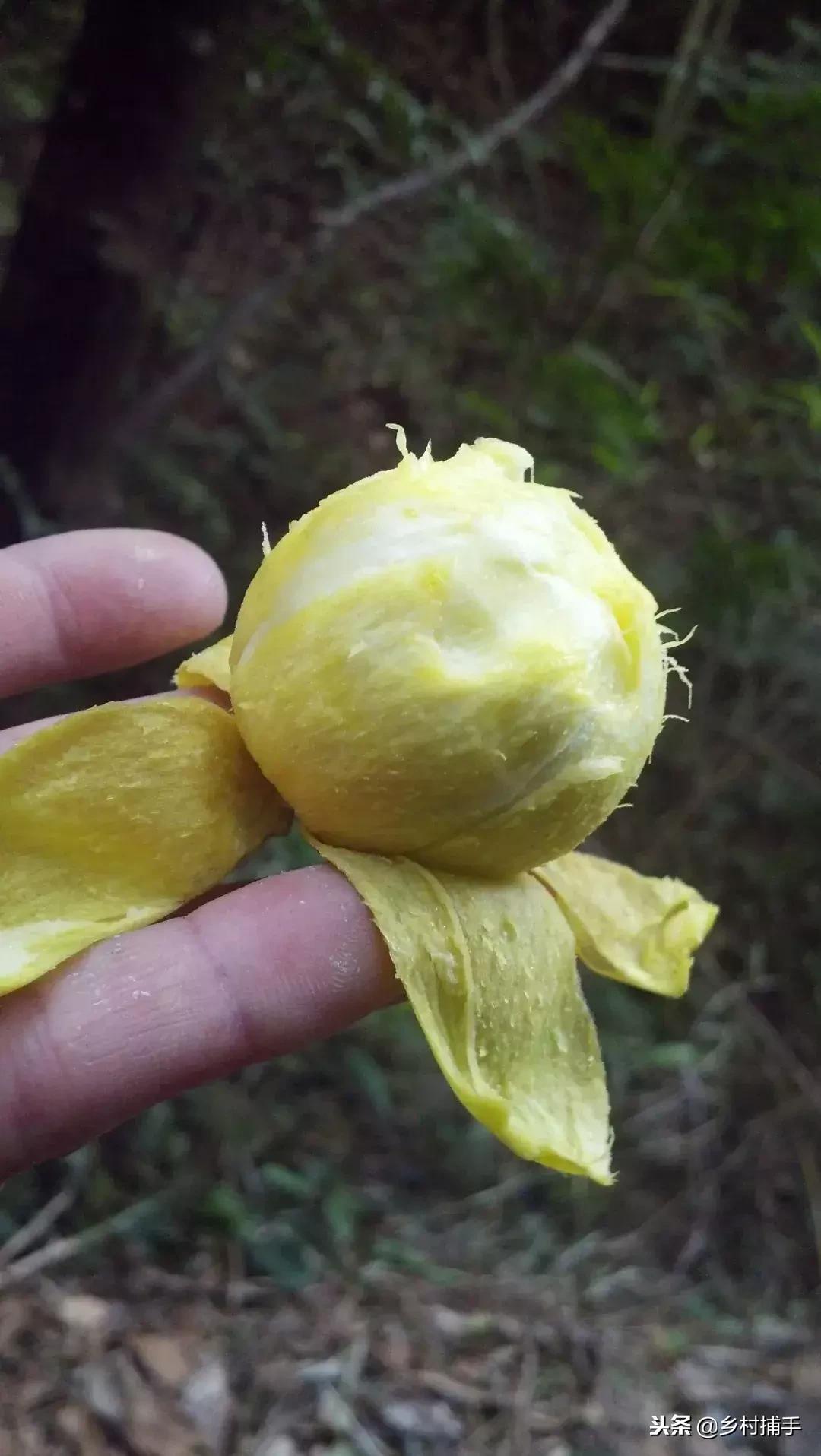 客家酸味野果,客家的野果