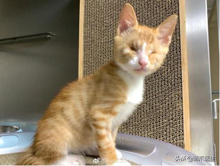 双目失明的猫怎么养,双目失明的猫有哪些