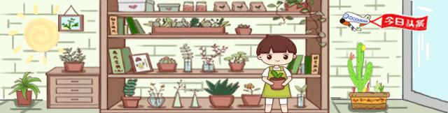 君子兰花盆里长黑色长毛,盆栽君子兰底下长小芽怎么回事