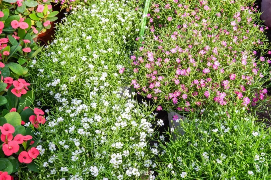 郑州三大花卉市场都是哪个,郑州哪个花卉市场最全