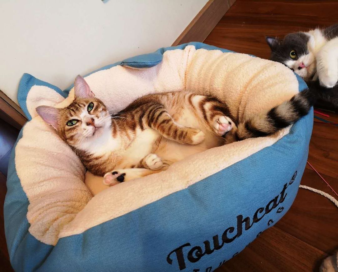 新手养猫小指南,新手养猫攻略