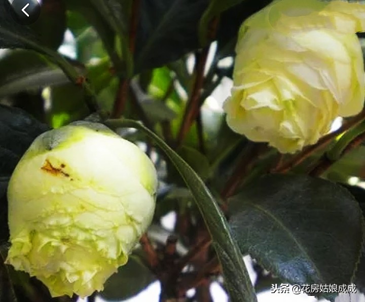 茶花要怎么养才开花,茶花如何才能开花多一点