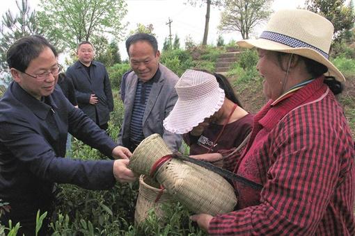 张家界湘西黄金茶,湘西黄金茶泉城飘香