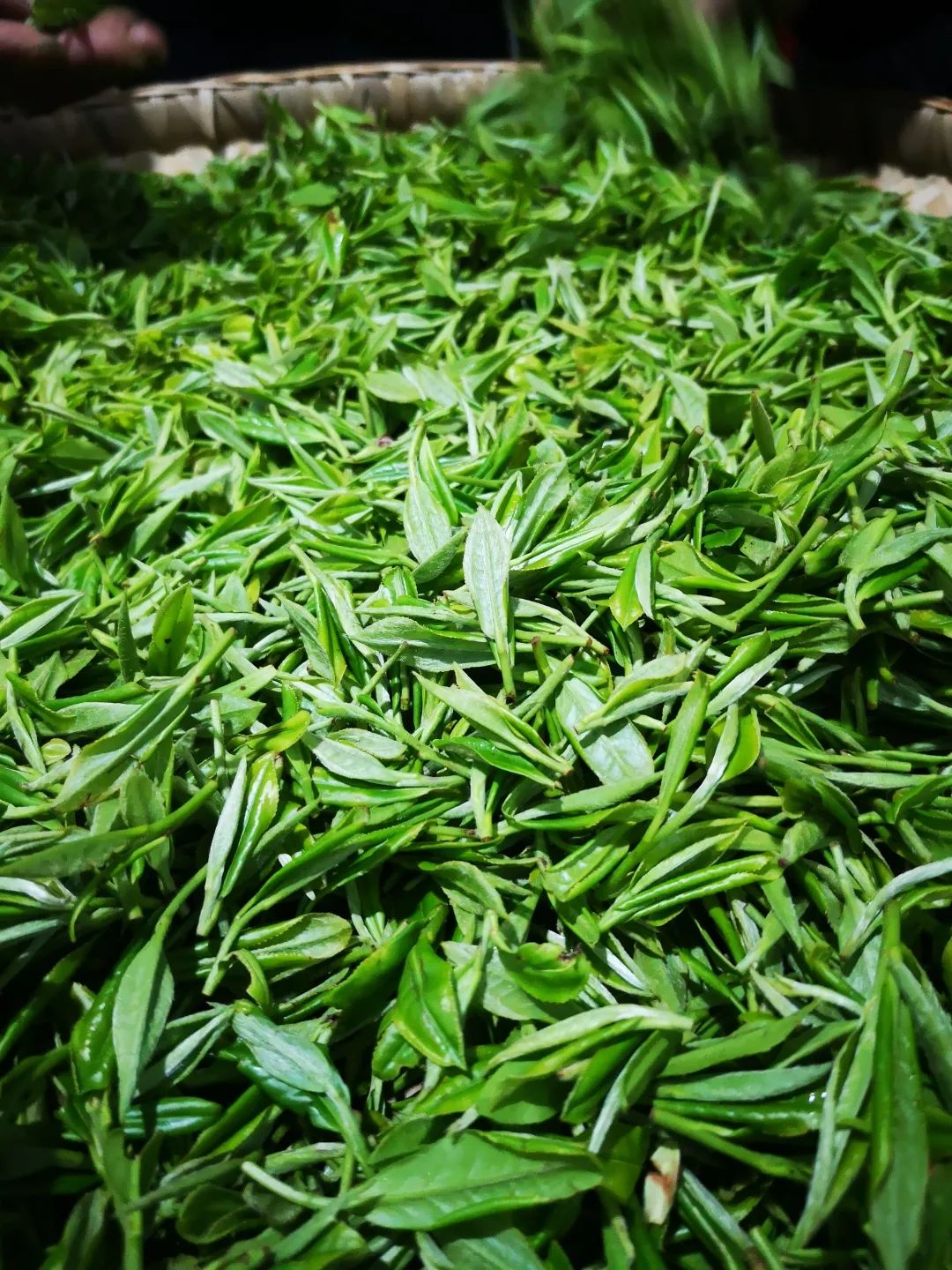 明前茶重庆,重庆高山明前茶