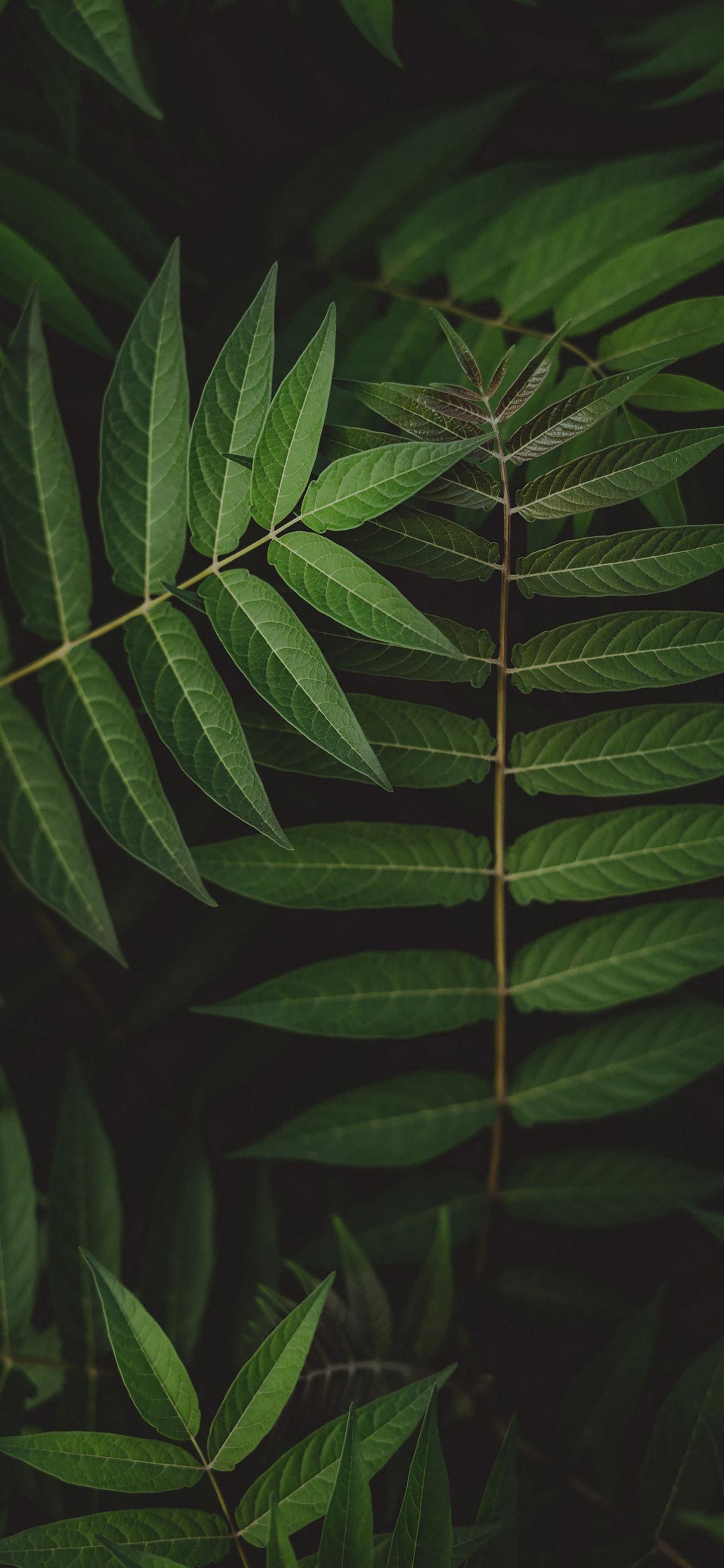 高清风景壁纸｜你静候着秋天的温柔，留我在风景之外