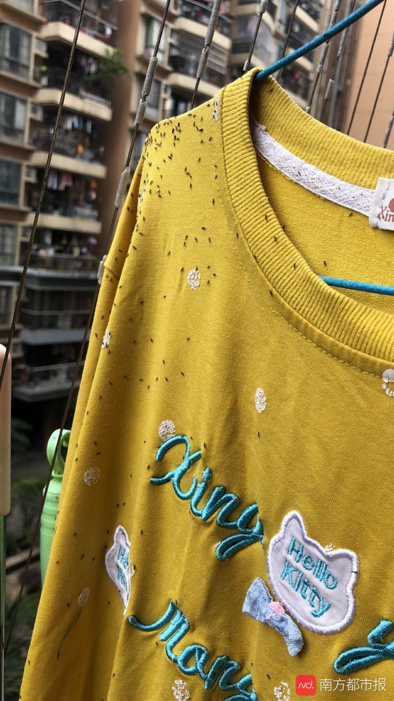 广州家里出现了好多小黑虫,广州吸血的小黑虫是啥