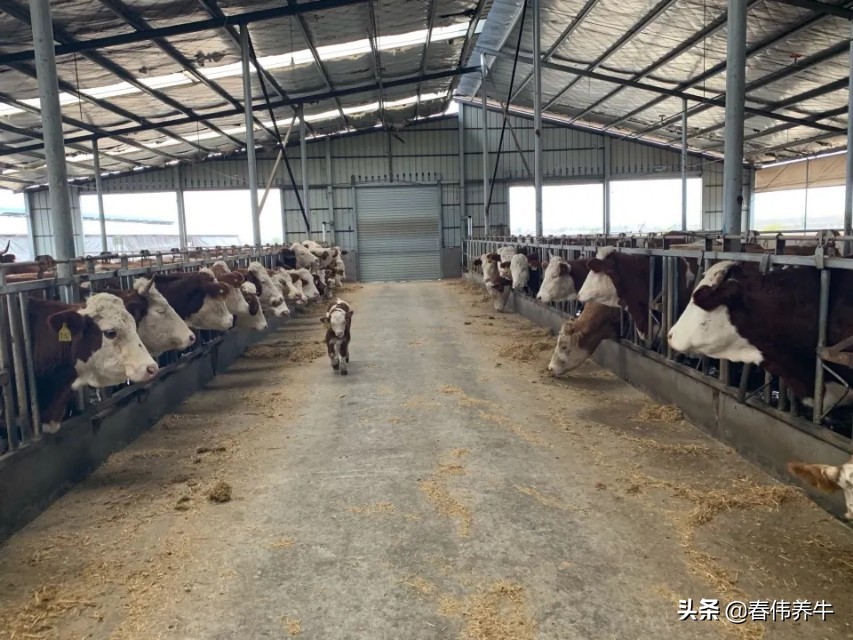 刚出生的小牛犊子喘怎么办,初生小牛犊喘怎么治疗用什么药