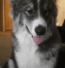 一只金毛两只阿拉斯加三只萨摩耶,雪橇三傻阿拉斯加哈士奇萨摩耶