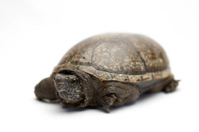 匠志萌宠乐园教学,匠志萌宠