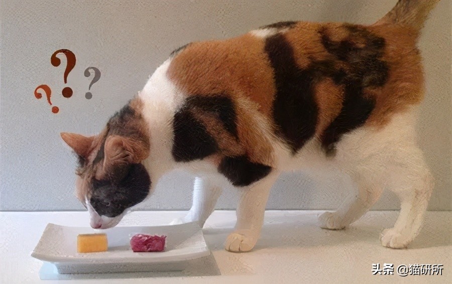 猫属于肉食动物一般不吃什么,猫咪是肉食动物为什么也吃饼干