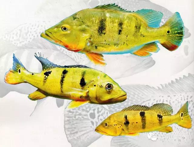 大型鱼观赏性,大型三间鱼