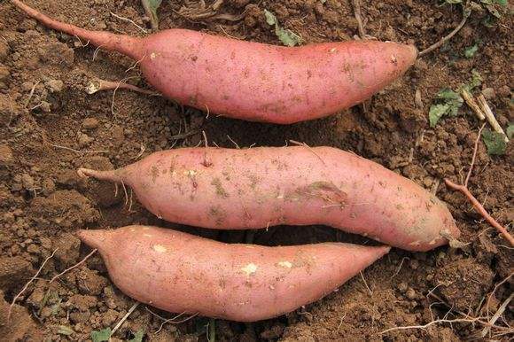 哪些品种甘薯产量高,甘肃十大特产