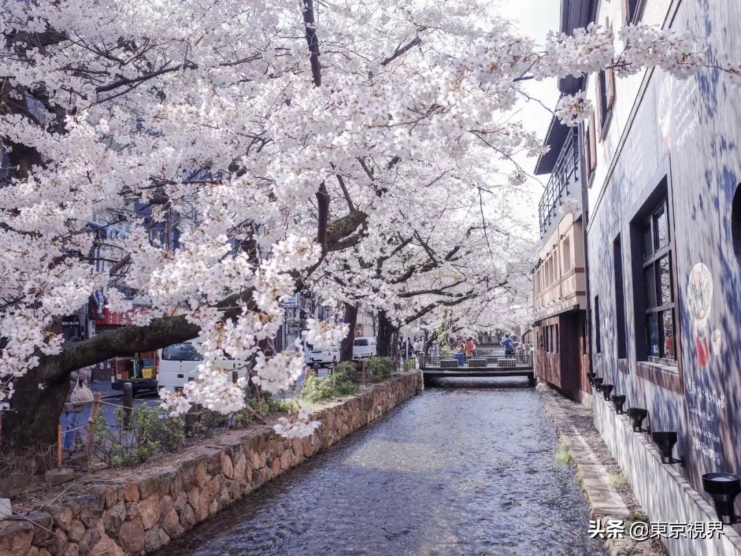 我在京都,攒下一整个春日的绝美樱色送给你。