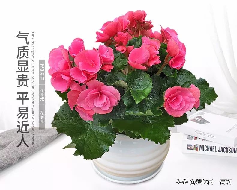 完美搭配，背阴阳台咱们也可以打造一个花园！