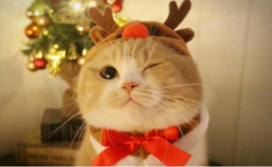 猫咪口吐白沫需要做什么检查,猫咪口吐白沫怎么办