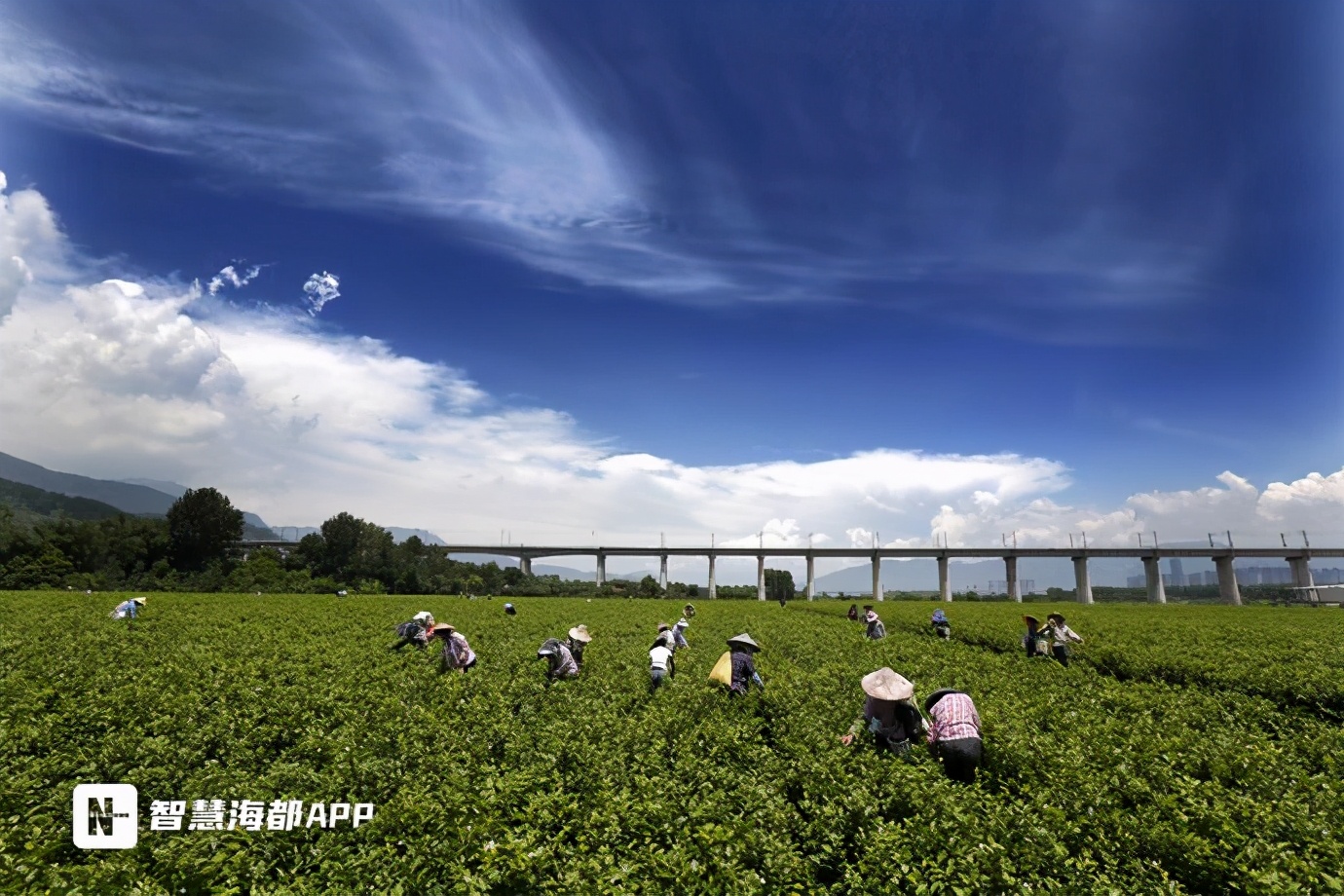 茉莉花怎么耐晒,一年开花300天养不死的花