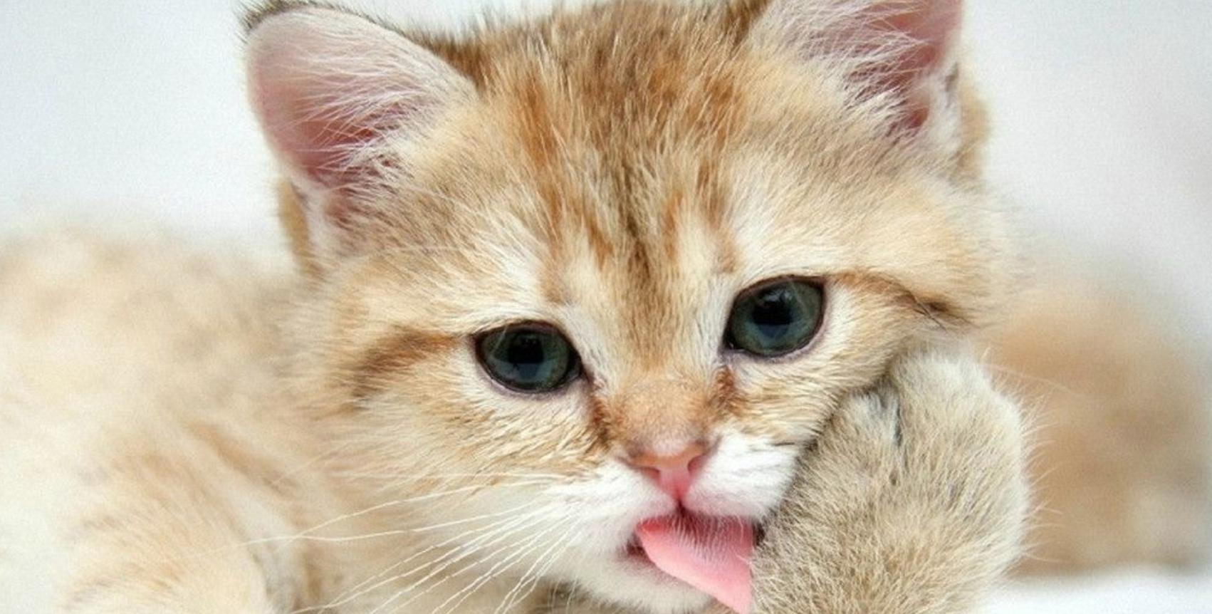 猫英语表达,与猫有关的英语表达