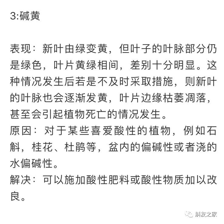石斛兰叶子黑尖,石斛兰的茎杆子黄了怎么办