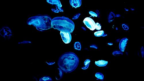 南京海底世界小朋友要票吗,南京海底世界99元一大一小套票