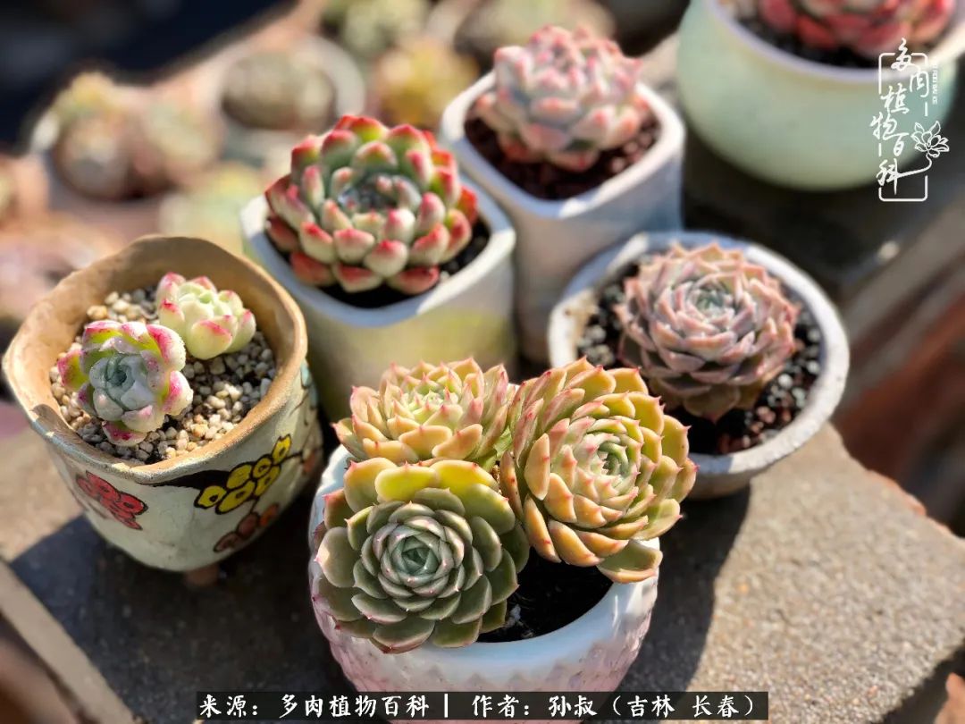 与多肉一起成长,与多肉相伴