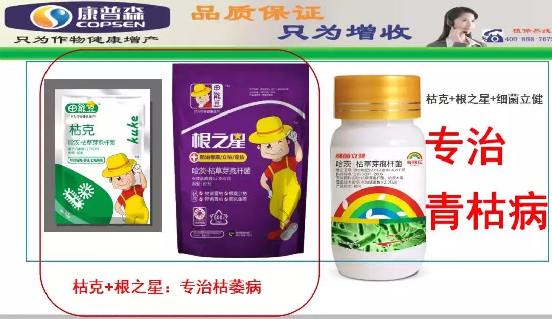 番茄青枯病萎蔫,青枯病和立枯病萎蔫的症状