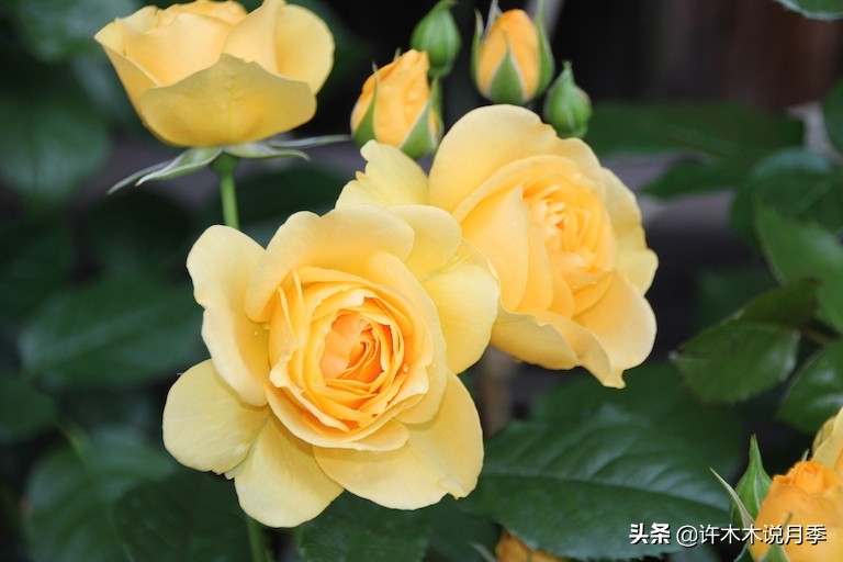 月季常见4种病,月季黑杆病怎么处理