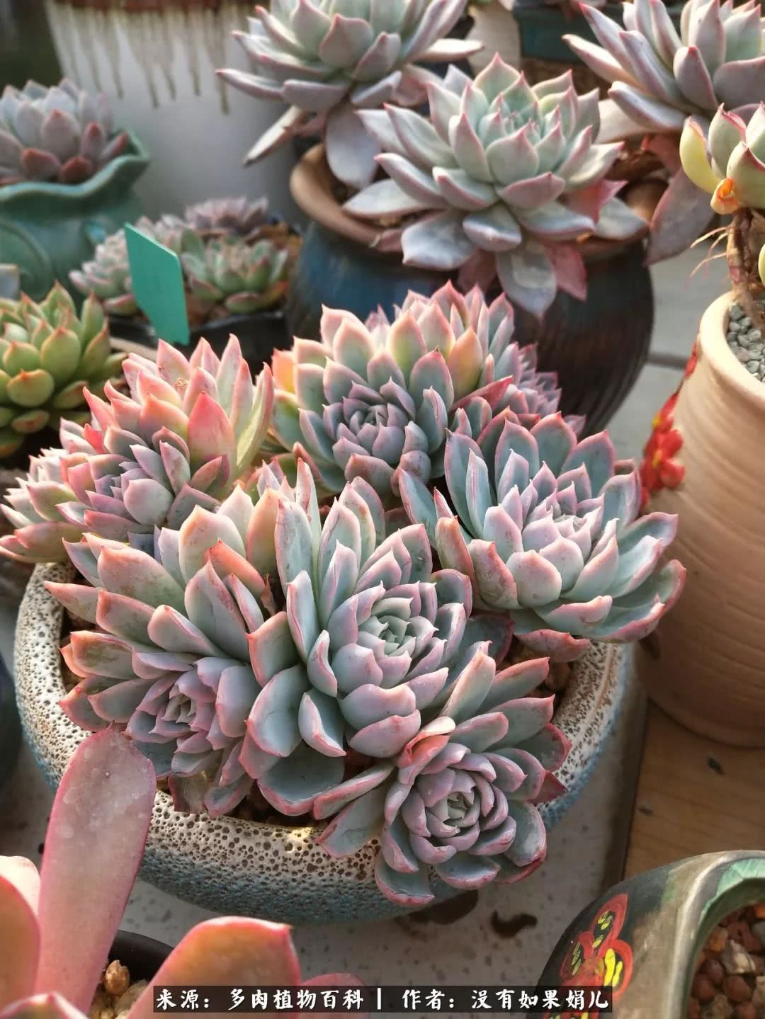 明人不说暗话，我为多肉而来！