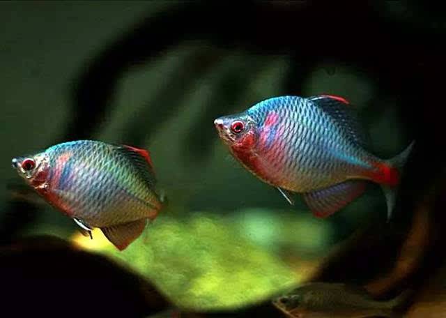 草缸长藻长螺怎么办,草缸绒毛藻去除方法