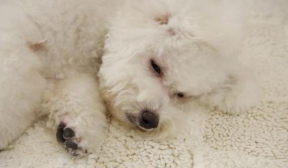 比熊犬一般可以活几年,飞耳比熊犬寿命一般多少年