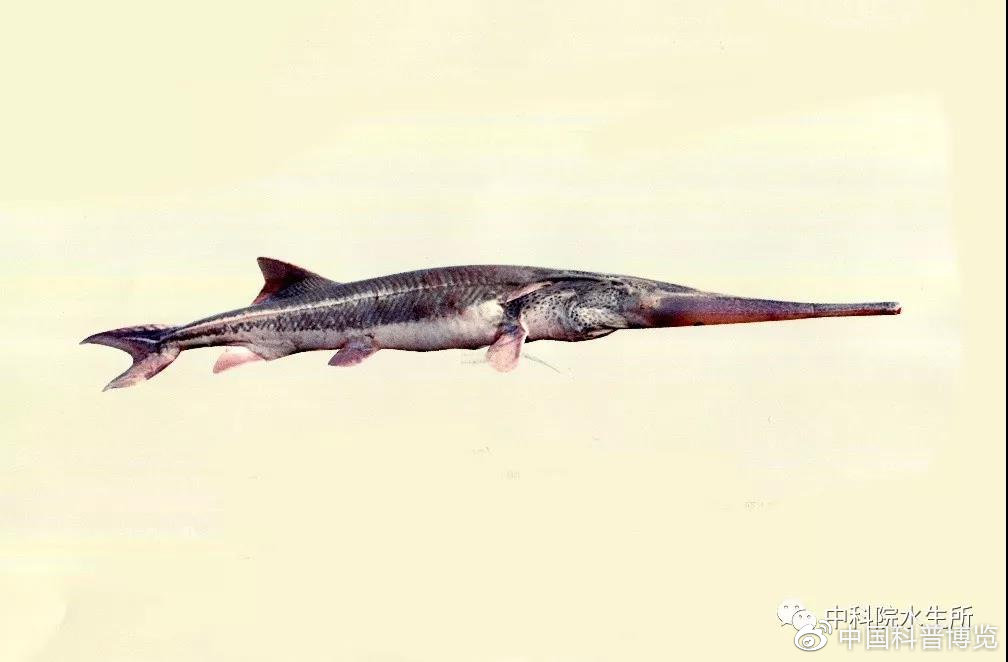 生活在长江的特有珍稀动物是什么,什么珍稀动物是长江特有的