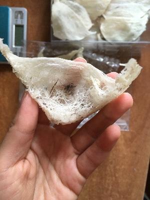 印尼燕窝跟马来燕窝哪个好,sohealthy燕窝是印尼燕窝吗