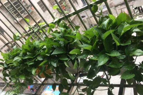 绿萝黄叶是什么原因导致的呢,绿萝有黄叶是什么原因造成的呢