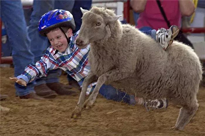 猫咪礼貌推开铲屎官,猫咪热情帮铲屎官牧羊