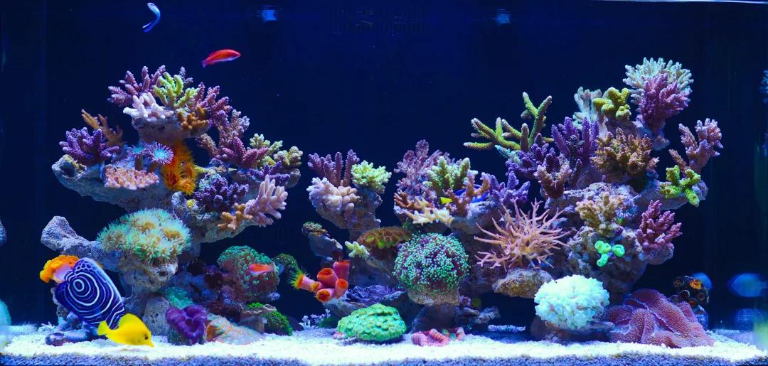 柏林系统海水缸,海缸柏林系统多久完善