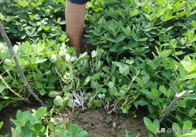 白绢病暴发期花生,花生地里白绢病用什么药最有效果