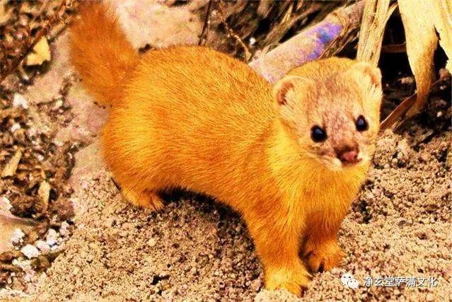 仙缘弟子心性不稳怎么修,仙缘弟子皈依佛门该如何修行