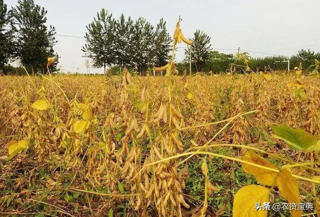小小“大豆食心虫”危害大！该怎么治？5点措施轻松解决