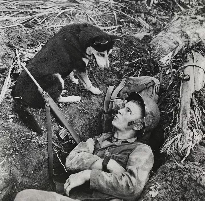 犬的记忆｜世界摄影经典