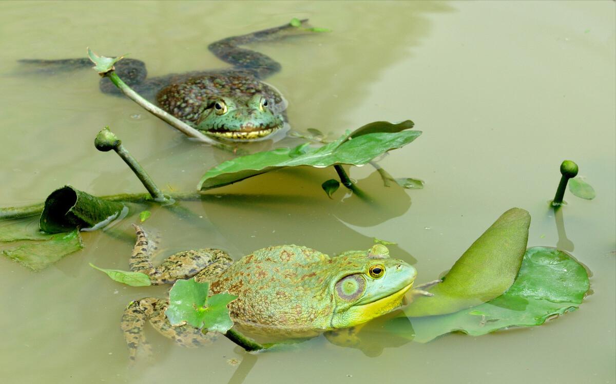 90后小伙养殖青蛙,农村创业致富养蛙