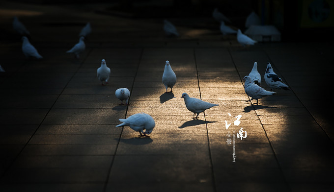 梦幻江南水乡仙境,带你看江南第一古镇