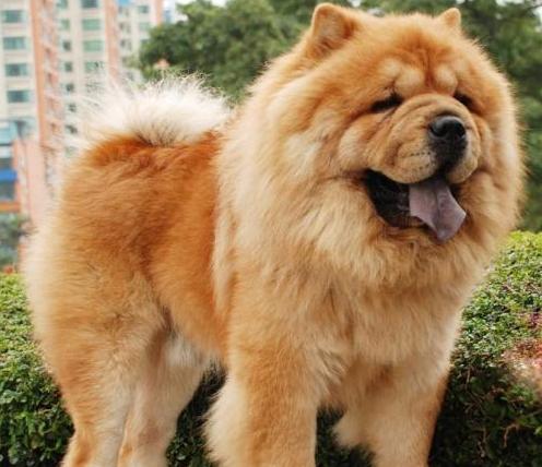 松狮犬适合女生养吗,养松狮犬每月大概花费多少钱