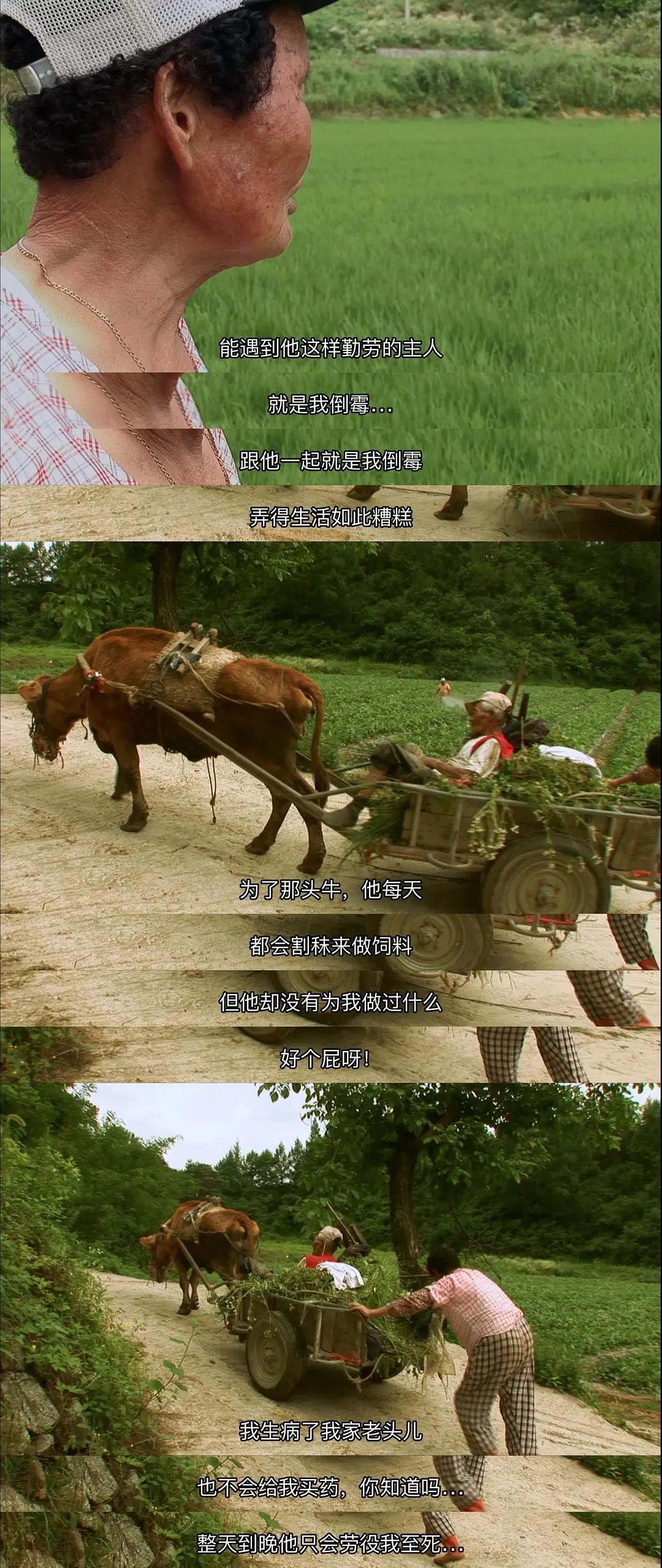 老黄牛被卖狗狗含泪送别,老黄牛被卖狗狗哭了