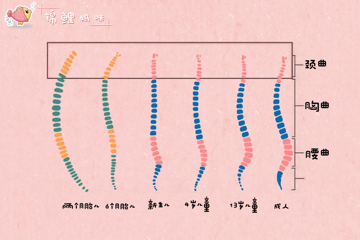 宝宝枕头0-1岁定型枕怎么使用,1岁宝宝可以枕荞麦枕头吗