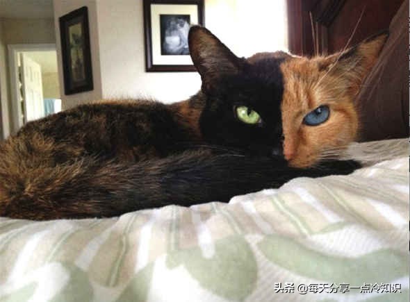 世界上最有名的12只猫咪,世界上十大最可爱的猫咪排名