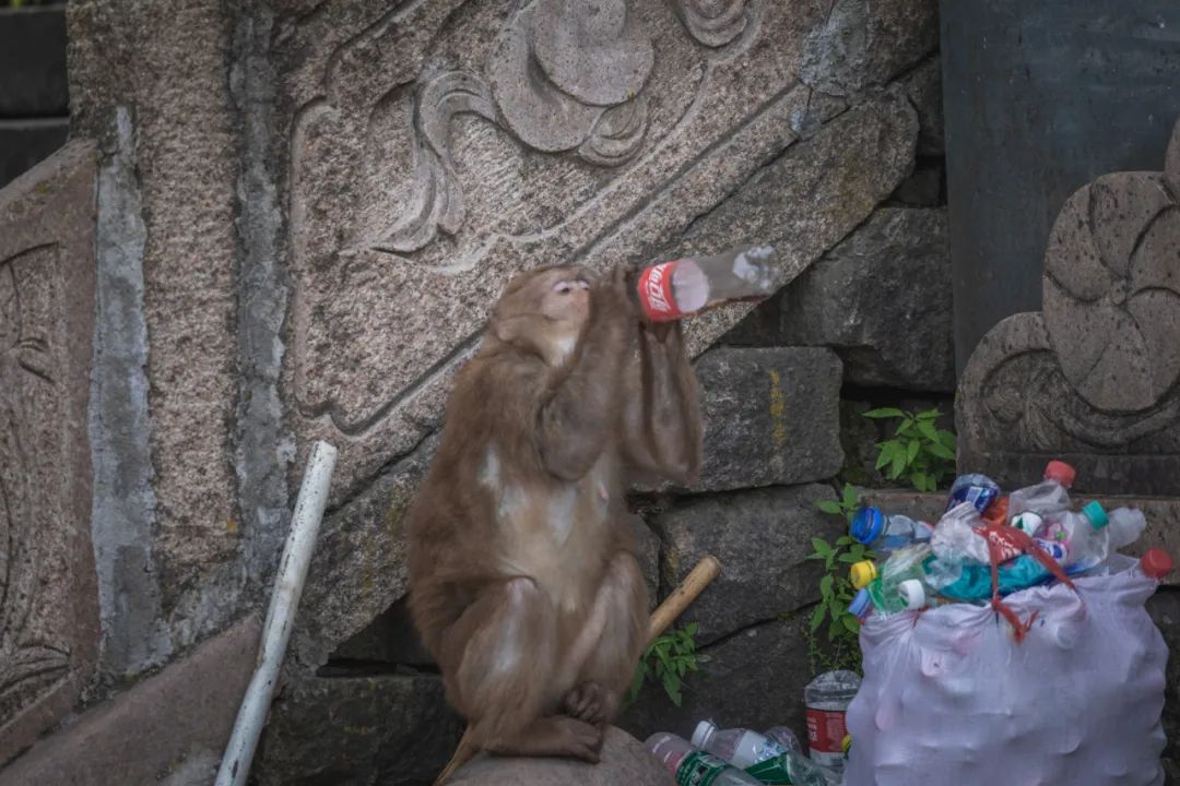 我国四大名山九华山,四大佛教名山哪个风景最美