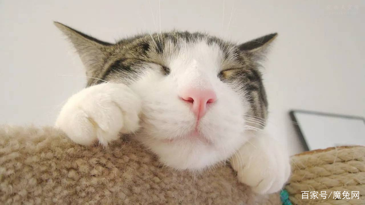 被猫抓了后发烧了怎么办,被宠物猫咬出血了要打狂犬疫苗吗