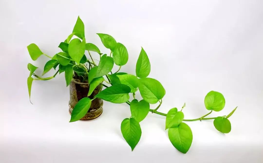 室内吸毒植物大全,七种具有吸毒功能的盆栽植物