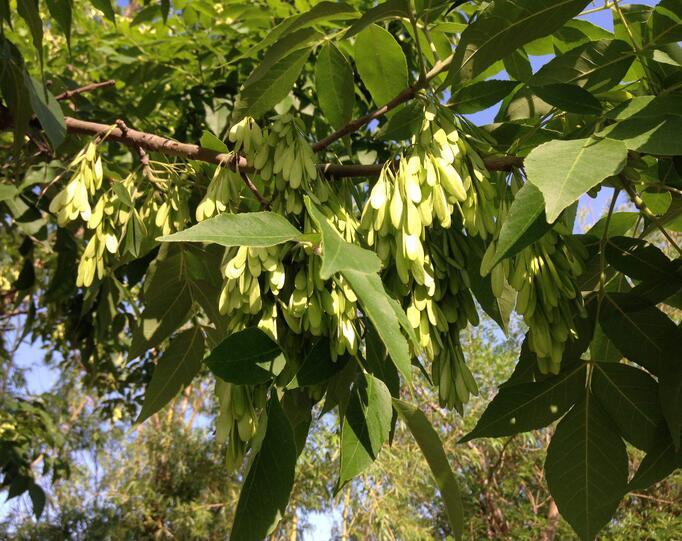 植物白蜡的养护,每天认识一种草
