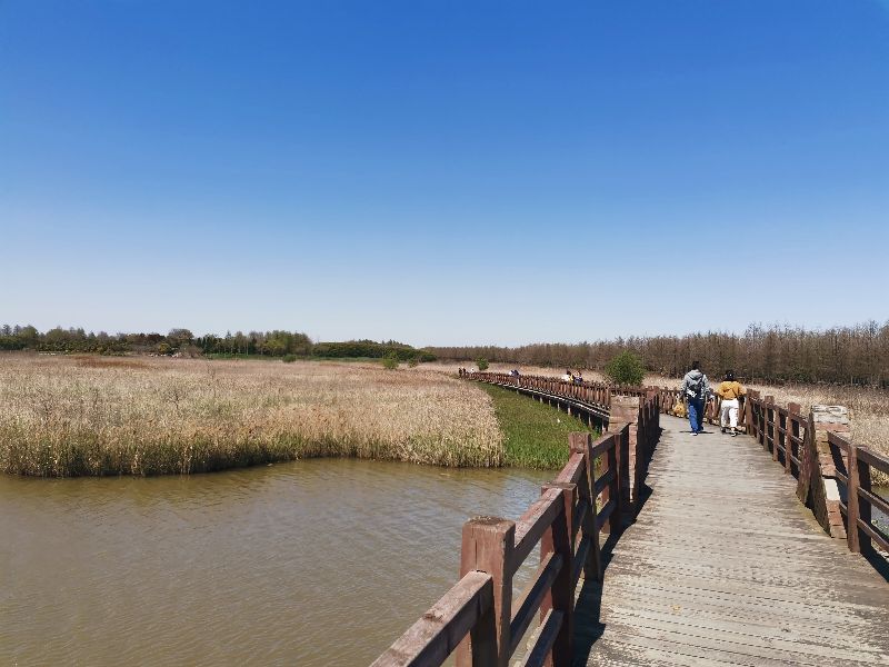 崇明岛东滩湿地公园附近美食,崇明岛东滩湿地公园