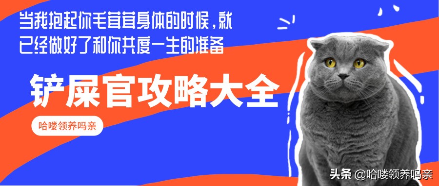 想养一只大熊猫有多不容易,怎么样能养大熊猫